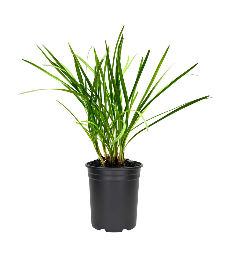 Society Garlic | Large Gallon Size Plants I Tulbaghia Violacea I Live Fragrant Purple Blooms & Edible Leaves, Easy|Care, Drought|Resistant Outdoor Herb