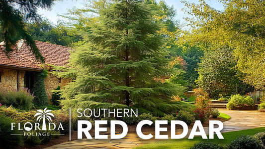 Southern Red Cedar Tree | Live Plants | Juniperus virginiana Silicicola | Fast Growing Evergreen Hardy Trees