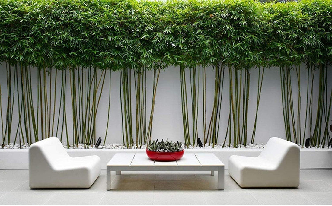 Graceful Bamboo Plant | Live Plants | Bambusa Textilis Gracilis | Privacy Screen Bamboo | Fast|Growing Ornamental Garden Plants