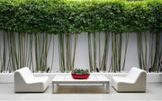 Graceful Bamboo Plant | Live Plants | Bambusa Textilis Gracilis | Privacy Screen Bamboo | Fast|Growing Ornamental Garden Plants