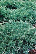 Green Sargent Juniper | Live Gallon Size Plants | Juniperus Chinensis | Drought Tolerant Cold Hardy Evergreen Groundcover