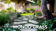Dwarf Mondo Grass | Live Plants | Ophiopogon Japonicus Nana | Lush Ground Cover | Shade Loving Low Maintenance Garden Solution | Ideal for Landscaping and Borders | Hardy and Evergreen