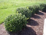 Green Carissa Holly Ilex | Extra Large 3 Gallon Plants | Ilex cornuta 'Carissa' | Hardy Evergreen Shrub | Fast|Growing Garden Accent