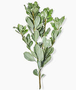 Pittosporum Variegated I Large Gallon Size Plants I Pittosporum Tobria Variegatum I Live Striking Two|Tone Foliage for All|Year Visual Interest, Ideal for Hedges, Borders