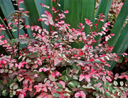 Breynia Disticha Roseopicta Snowbush | Live Plants | Ornamental Shrub, Perfect for Indoor & Outdoor Landscaping | Drought Tolerant, Low | Maintenance, Easy to Grow Plant