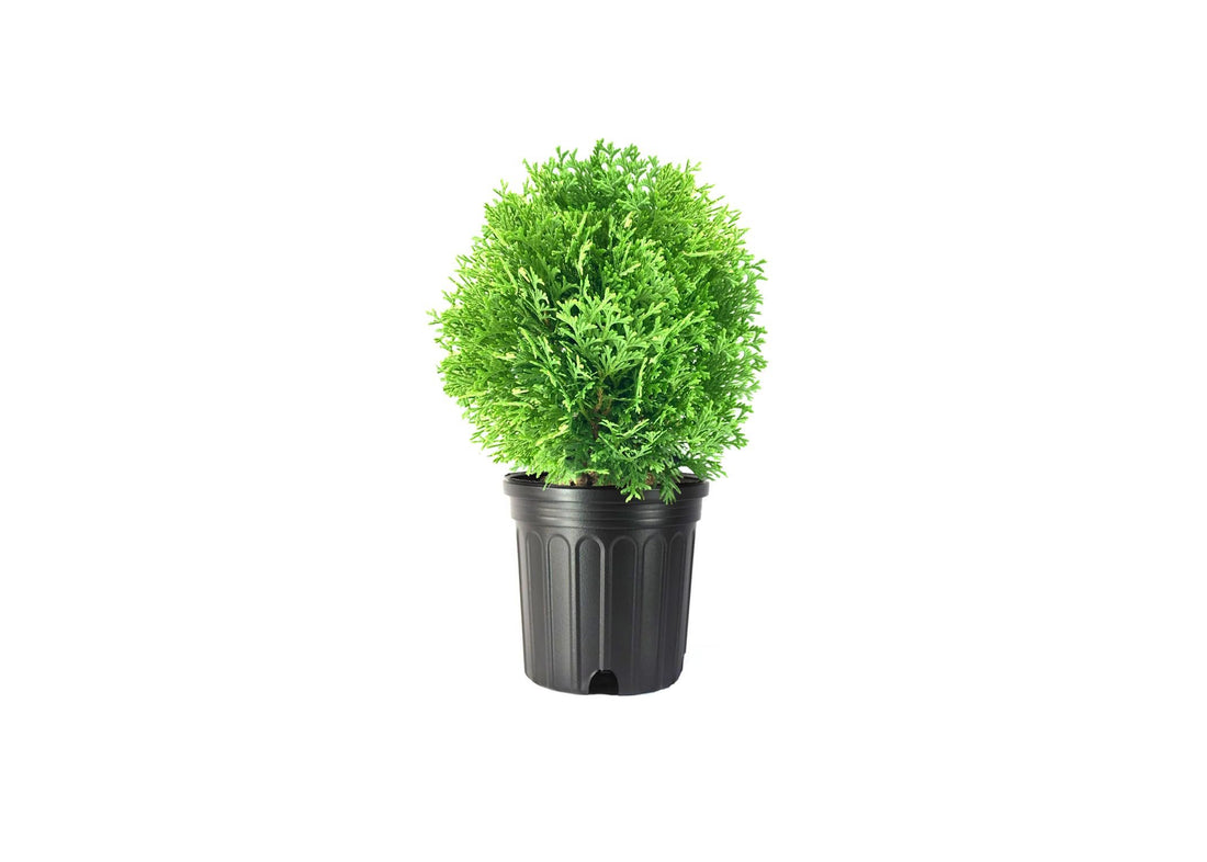 Little Giant Arborvitae | Live Gallon Size Plant | Dwarf Evergreen Shrub, Perfect for Landscaping & Privacy, Low Maintenance, Hardy & Drought Tolerant