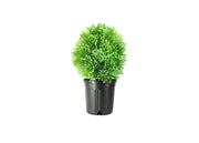 Little Giant Arborvitae | Live Gallon Size Plant | Dwarf Evergreen Shrub, Perfect for Landscaping & Privacy, Low Maintenance, Hardy & Drought Tolerant