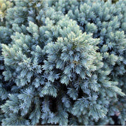 Blue Star Juniper | Large Gallon Size Plants | Juniperus Squamata | Low Maintenance Blue Evergreen Groundcover