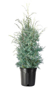 Carolina Sapphire | Extra Large 3 Gallon Trees | Cupressus arizonica 'Carolina Sapphire' | Fast|Growing Privacy Fence | Evergreen Landscape Screening Plants