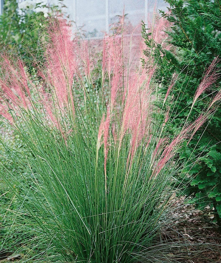 Pink Muhly Grass | Live Plants | Muhlenbergia Capillaris | Hairawn Muhly | Beautiful Blooming Low Maintenance Ornamental Foliage