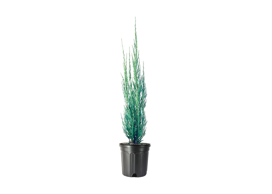 Skyrocket Juniper | Live Gallon Size Trees | Juniperus Scopulorum | Drought Tolerant Cold Hardy Formal Upright Evergreen Plant