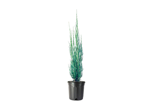 Skyrocket Juniper | Live Gallon Size Trees | Juniperus Scopulorum | Drought Tolerant Cold Hardy Formal Upright Evergreen Plant