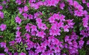 Azalea Purple Formosa | Extra Large Gallon Plants | Vibrant & Lush, Large Purple Blooms, Hardy & Adaptable Shrub for Landscapes, Gardens, or Containers, Low-Maintenance