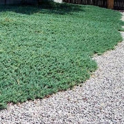 Blue Rug Juniper | Live 4 Inch Plants | Juniperus Horizontalis 'Wiltonii' | Drought Tolerant Cold Hardy Evergreen