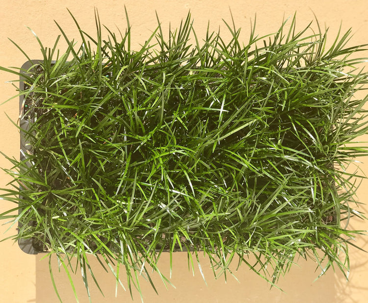 Mondo Grass | Live Plants | Ophiopogon Japonicus | Shade Loving Evergreen Groundcover Plants
