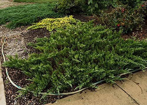 Green Sargent Juniper | Live Gallon Size Plants | Juniperus Chinensis | Drought Tolerant Cold Hardy Evergreen Groundcover