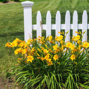Daylily Stella D' Oro I Live 3 Inch Pots I Hemerocallis | Yellow Flowers I Rich Golden Blooms, Perennial Garden Jewel, Easy|to|Grow for Year|Round Beauty