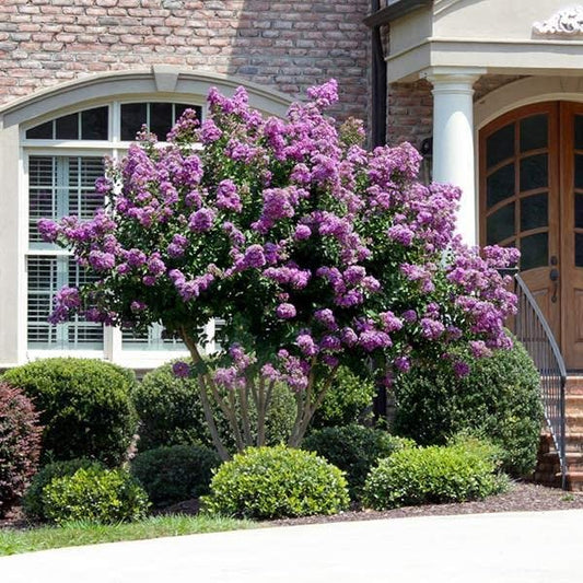 Crape Myrtle Catawba | Extra Large 3 Gallon Plants I Purple Flowering Lavender|Purple Summer Blooms, Drought|Resistant Live Tree