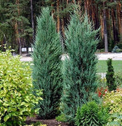 Blue Arrow Juniper | Live Trees | Juniperus Scopulorum | Formal Evergreen Privacy Screen