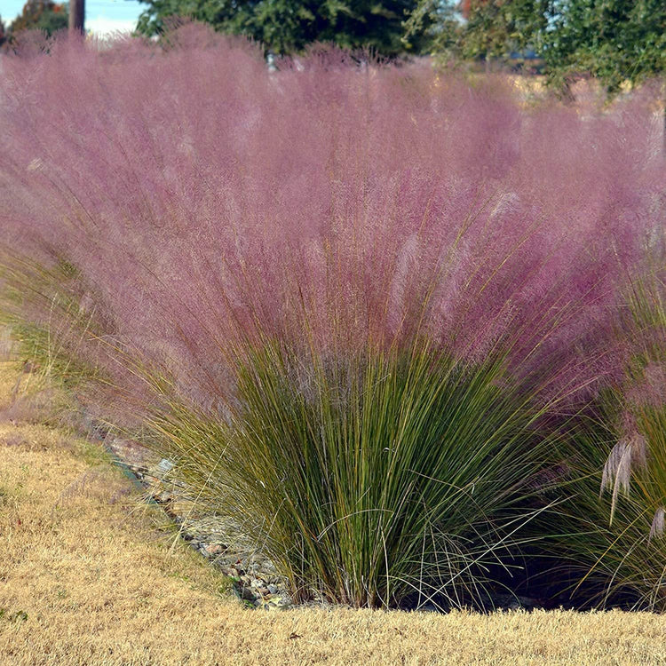 Muhly Grass | Live Gallon Size Plants | Muhlenbergia Capillaris | Hairawn Muhly | Drought Tolerant Pink Blooming Ornamental Grass