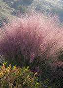 Muhly Grass | Live Gallon Size Plants | Muhlenbergia Capillaris | Hairawn Muhly | Drought Tolerant Pink Blooming Ornamental Grass