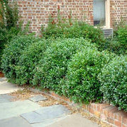 Carissa Holly I Large Gallon Size Plants I Ilex Cornuta I Live Dense Evergreen Shrub for Hedging, Borders, and Ornamental Landscaping, Glossy Leaves and Red Berries