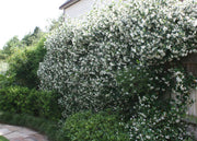 Star Confederate Jasmine | Extra Large 3 Gallon Plants | Trachelospermum jasminoides 'Star' | Lush Flowering Vine | Perfect for Trellises and Arbors