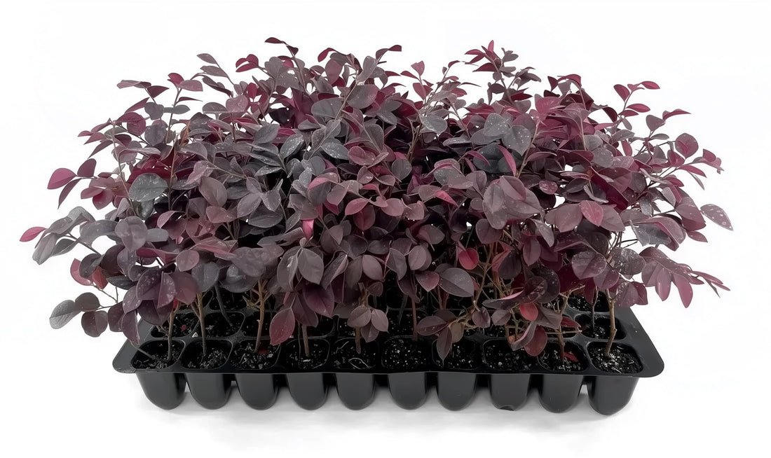 Loropetalum Carolina Midnight | Live Plants | Loropetalum Chinense | Purple Foliage Shrub | Ornamental Landscape Bush | Fast Growing Plants