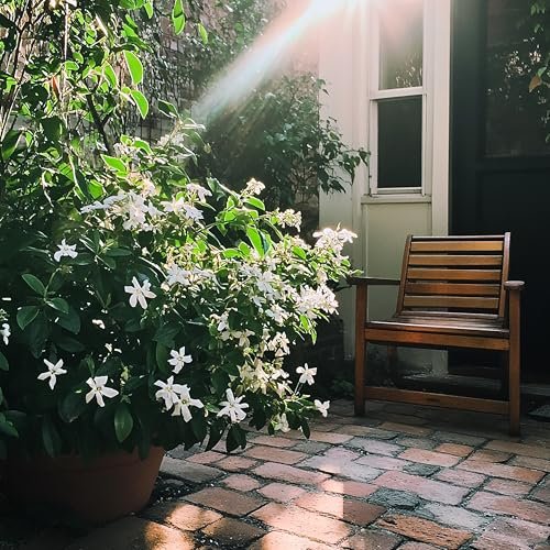 Night Blooming Jasmine | Live Plants | Jessamine Cestrum Nocturnum | Fragrant Blooming Vine