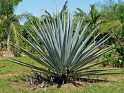 Agave Tequilana | Live Medium Size Plants | Blue Weber Tequila Succulent | Drought Tolerant Hardy Ornamental Specimen