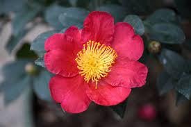 Camellia Sasanqua Yuletide I Extra Large 3 Gallon Plants I Red Flowering Bright Red Winter Blooms, Live Plant for Indoor & Outdoor Gardens