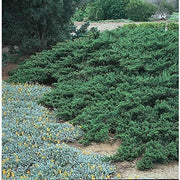 Juniper Parsoni | Large Gallon Size Plant | Juniperus Squamata Expansa Parsons | Drought Tolerant Cold Hardy Evergreen Groundcover