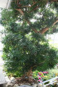Podocarpus Macrophyllus I Large Gallon Size Plants I Japanese Yew I Live Evergreen Yew Pine | Perfect for Landscaping and Privacy Screens