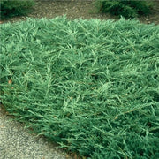 Bar Harbor Juniper | Extra Large 3 Gallon Plants | Live Premium Evergreen Shrub for Landscaping, Low Maintenance Ground Cover, Drought Tolerant