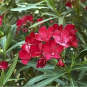 Oleander Red | Extra Large 3 Gallon Plants | Nerium Oleander | Stunning Landscape Addition | Sun|Loving Blooms