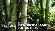 Dendrocalamus Giganteus Bamboo | Large Gallon Size Plants | Fast|Growing Privacy Screen | Giant Live Outdoor Greenery | Sustainable Garden Solution