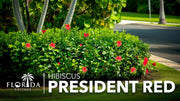 Hibiscus President Red | Live Plants | Hibiscus Rosa|Sinensis | Vibrant Red Blooms | Tropical Garden Beauty | Eye|Catching Flowering Shrub
