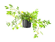 Ornamental Peanut Grass Golden Glory I Large Gallon Size Plants | Arachis Glabrata | Eco|Friendly Ground Cover with Vibrant Yellow Blooms, Drought|Tolerant