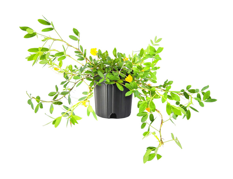 Ornamental Peanut Grass Golden Glory I Large Gallon Size Plants | Arachis Glabrata | Eco|Friendly Ground Cover with Vibrant Yellow Blooms, Drought|Tolerant