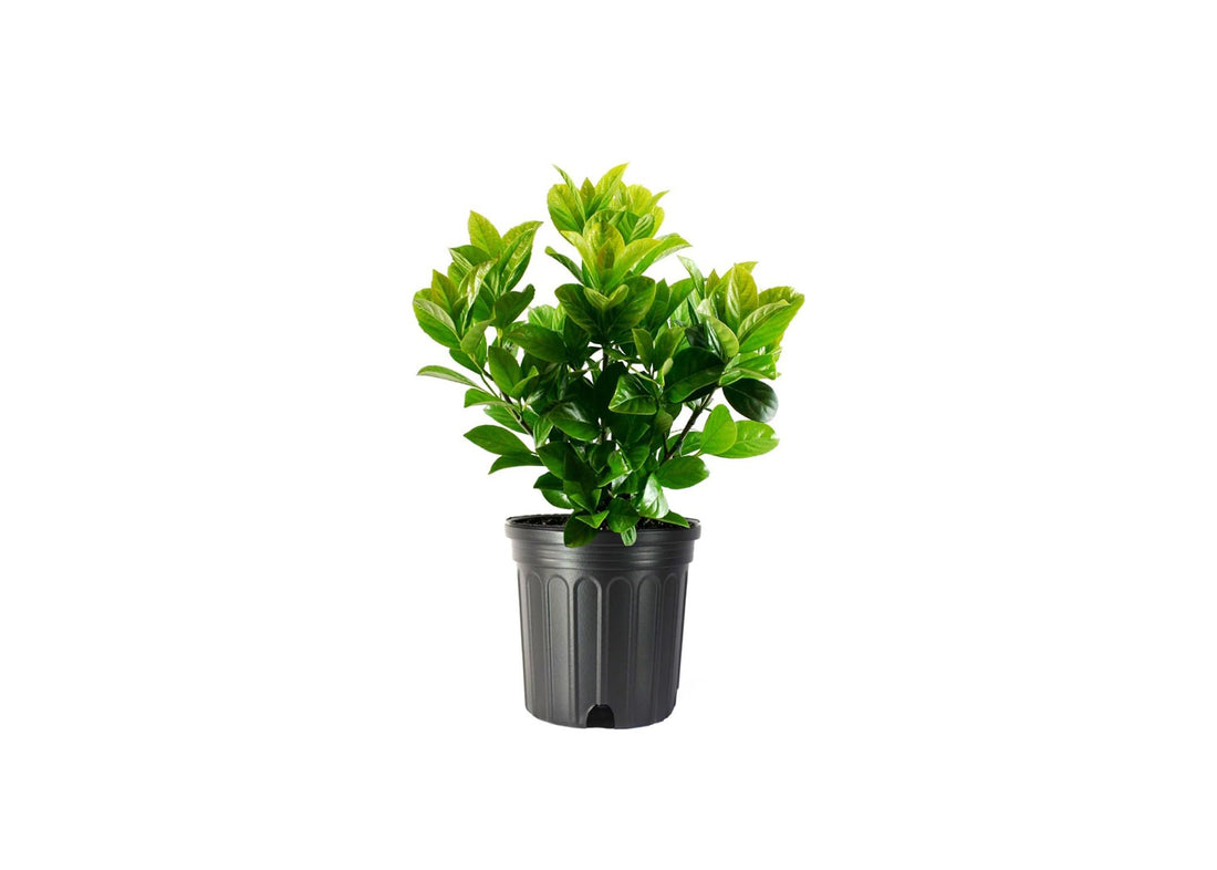 Viburnum Odoratissimum | Extra Large 3 Gallon Plant | Sweet Viburnum | Fast|Growing Privacy Hedge | Fragrant Flowers