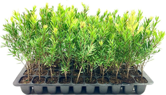 Bottlebrush Red Cluster Tree I Live Plants I Callistemon Citrinus Red Cluster I Vibrant Red Blooms, Fast-Growing, Drought-Tolerant Outdoor Plant, Ideal for Gardens