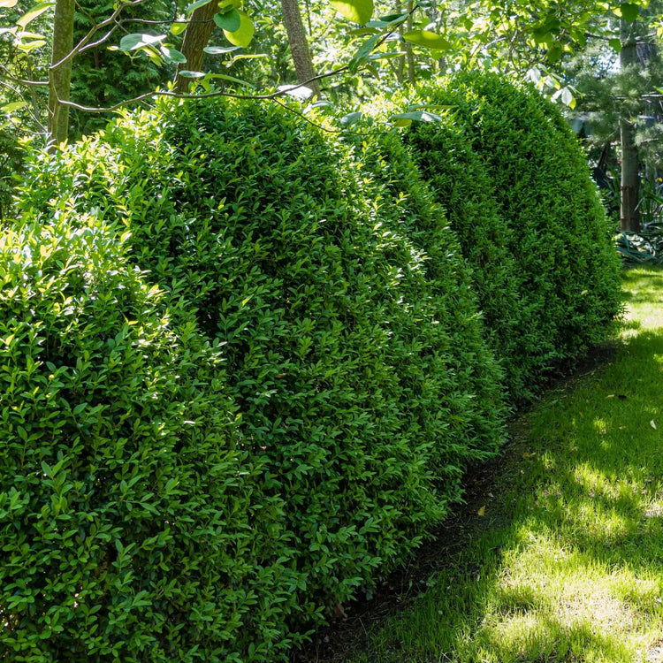 Sunbright Boxwood | Live Plants | Luminous Golden|Yellow Foliage, Perfect for Borders & Landscaping, Year|Round Color & Drought Tolerant, Live Shrub Plant