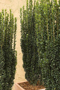 Sky Pencil Japanese Holly | Large 3 Gallon Plants | Low Maintenance Formal Evergreen Ilex Hedge