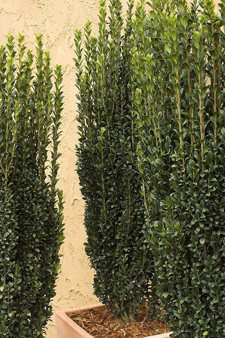 Sky Pencil Japanese Holly | Large 3 Gallon Plants | Low Maintenance Formal Evergreen Ilex Hedge