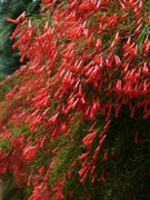 Firecracker Red | Extra Large 3 Gallon Plants | Unspecified Botanical Name | Vibrant Garden Addition | Full Sun Perennial