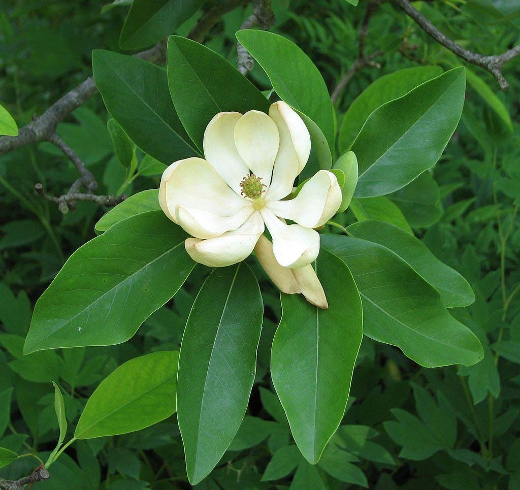 Sweet Bay Magnolia Tree | Magnolia Virginiana | 20 Live Plants | Beautiful Ornamental Specimen