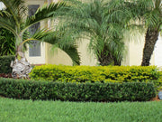 Dwarf Podocarpus Macrophyllus Pringles | Live Plants | Dense Evergreen Low Hedge or Bonsai