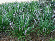 Emerald Goddess Liriope Muscari | Live Plants | Drought Tolerant Low Maintenance Evergreen Ground Cover Grass
