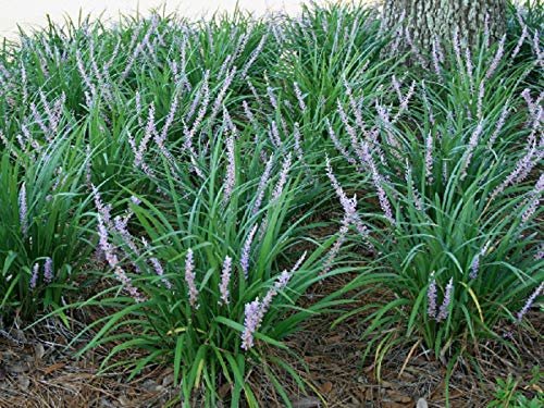 Emerald Goddess Liriope Muscari | Live Plants | Drought Tolerant Low Maintenance Evergreen Ground Cover Grass