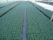 DWARF MONDO GRASS 50 PIPS